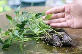 阳台可以种什么蔬菜？园艺师教你，种辣椒苗，新手都可以种出辣椒视频封面