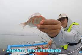 充电宝掉水里了，拍了一段小真鲷