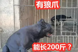 2个半月中亚牧羊犬骨量巨大，长有狼爪，有望长成200斤猛犬视频封面