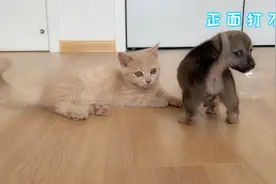 小奶狗和小奶猫之间的战争！小奶猫都快被狗狗打出阴影了！视频封面