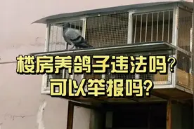 居民楼养鸽子违不违法？看北京两大爷如何斗法视频封面