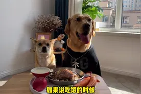 流浪狗和宠物狗的区别