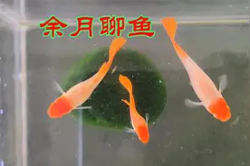 孔雀鱼为何拖着长长的粪便？是肠炎，你若掌握这两点，保证没事视频封面