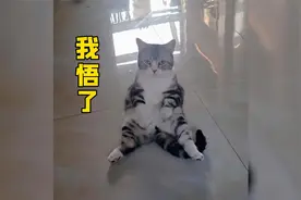 戏精小猫学主人瘸腿走路。网友:小猫咪能有什么坏心思！视频封面