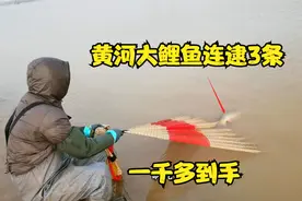 黄河超级大鲤鱼连逮3条，小伙拖上岸，全场沸腾了，1000多到手视频封面
