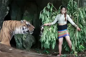 不可思议，女子偶遇老虎，老虎竟然很怕她视频封面
