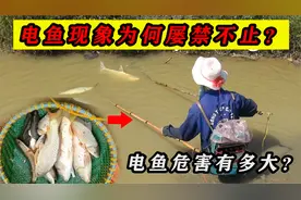电鱼现象屡禁不止，为何这么多人想要电鱼？电鱼危害到底有多大？