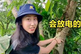 农村有一树，树叶能像含羞草一样开合，地震来了还能放电