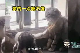 我早看透你了，别装了，你奔兜兜来的视频封面