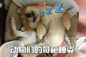 动物的奇葩睡觉姿势，只有想不到没有做不到视频封面