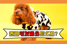泰迪毛发稀少怎么办？这几个解决办法，掌握好视频封面