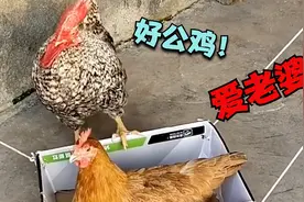 活的不如一只鸡 母鸡都有人哄视频封面