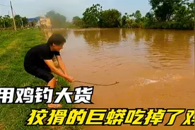 用鸡钓大货，狡猾的巨蟒吃掉了鸡，被网子网住无处可逃！视频封面