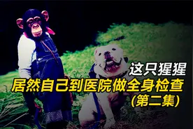 这只猩猩居然独自去医院做体检，太有意思了！《狗狗猩猩大冒险》视频封面