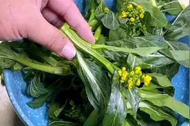 油菜花也能做菜了，这样素炒油菜花，减脂还下饭视频封面
