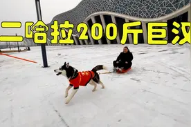 二哈不愧是雪橇犬，拖着200斤的胖子就像拖空气，动力堪比拖拉机视频封面