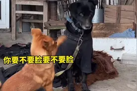 代入感很强，我已经开始生气了。视频封面