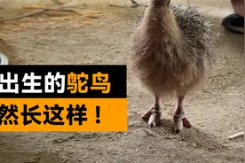 刚出生的鸵鸟有多大？视频封面
