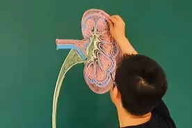 厉害了！浙江一大学老师手绘人体解剖图如艺术品视频封面