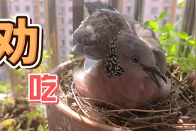 给阳台斑鸠喂的熟了，再喂它都得劝它吃视频封面