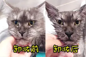 缅因猫洗澡前后反差巨大，主人直接笑抽了！这只猫怎么缩水了？视频封面