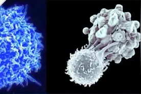 疟原虫治疗癌症？动画科普啥原理 专家：仍在实验中 下结论太早视频封面