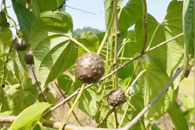 你认识黄独吗？和山药很相似，在山里看到可别当山药挖了视频封面