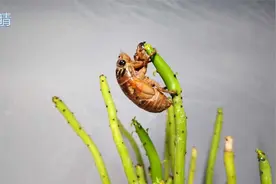 知了猴变形记：父子完整记录下“金蝉脱壳”全过程！