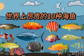 盘点世界上那些昂贵的海鱼，最贵的价值2119万，你见过多少种？视频封面