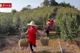 金秋十月油茶果采摘忙，广东今年油茶籽产量预计达22万吨视频封面