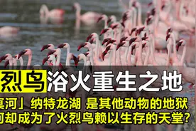 动物的“地狱”纳特龙湖，竟是火烈鸟的“天堂”，到底怎么回事？视频封面
