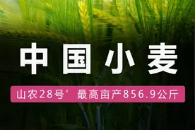 中国小麦：全球最大的小麦生产国和消费国，最高亩产856.9公斤视频封面