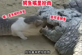 猫：是鱼就归我管，没吃你就不错了视频封面