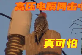 各类动物被电合集，真实拍摄啄木鸟触碰高压电瞬间，场面残忍壮观