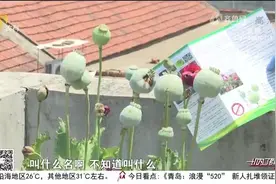 糊涂！为了炖菜更好吃，村民竟在房顶种罂粟，民警：种一棵也违法视频封面