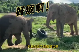 小象：我终于知道哥哥为什么爱唠叨了！（终）视频封面