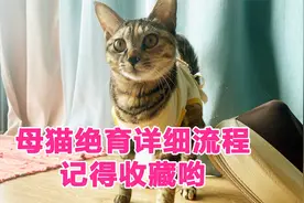 超详细的母猫绝育手术流程，建议收藏！