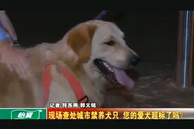 现场查处城市禁养犬只 您的爱犬超标了吗？