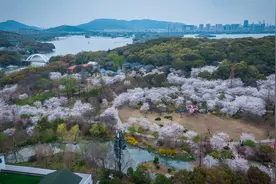 空中赏鼋头渚樱花，白色的染井吉野开满樱花谷视频封面