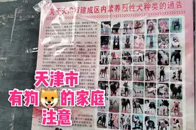天津有狗的家庭注意！小区禁养这些烈性犬，没收狗狗，罚款5000视频封面