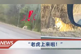 男子路遇野生东北虎，吓得踩着油门使劲跑：那么大！冲着车就来了视频封面