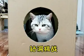 猫咪钻洞挑战，猫头能通过的地方，身体一定能通过吗？视频封面