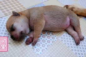 母爱真伟大：刚出生的小奶狗到长大的变化，一天一个样，懂事听话