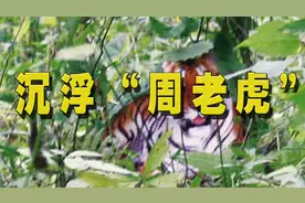 当年拍摄老虎的周正龙现在怎么样了视频封面