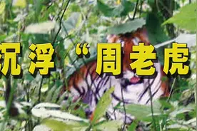 当年拍摄老虎的周正龙现在怎么样了视频封面