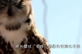 为何猫头鹰临死前，嘴里会吐出“毛球”，难不成如传言那样？视频封面