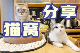 猫窝是智商税？现身说法，我家的5款猫窝分享~视频封面