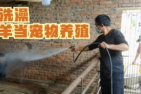 小哥养羊真用心把羊当成宠物养，给它洗澡打药消毒，期待健康成长视频封面