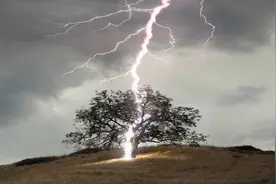 雷电为什么能把树击倒，木头不是绝缘体吗？今天终于知道了！视频封面