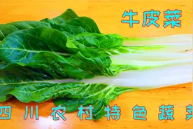 牛皮菜又叫厚皮菜，四川人就喜欢这样吃，入味下饭拿海鲜换也不换视频封面